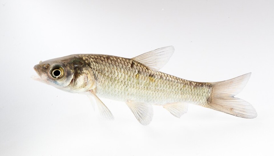 Ảnh minh hoạ Cá Trắm (Mylopharyngodon piceus) 4