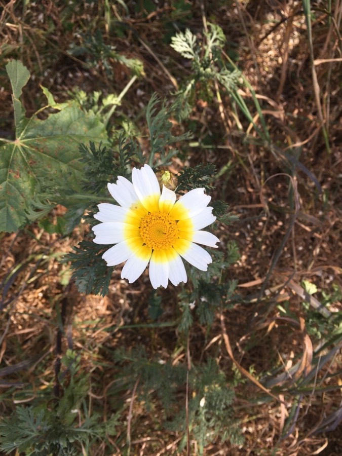 Ảnh minh hoạ Cải Cúc (Chrysanthemum coronarium) 4