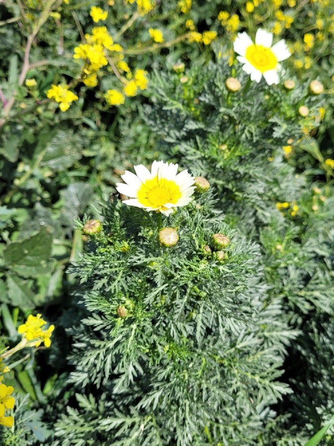 Ảnh minh hoạ Cải Cúc (Chrysanthemum coronarium) 5