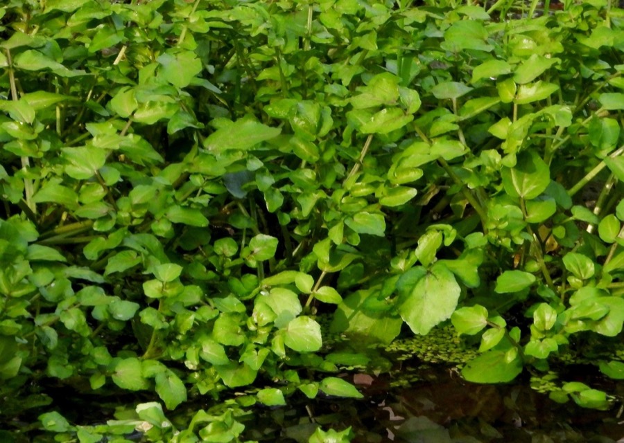 Ảnh minh hoạ Cải Xoong (Nasturtium offcinale) 4