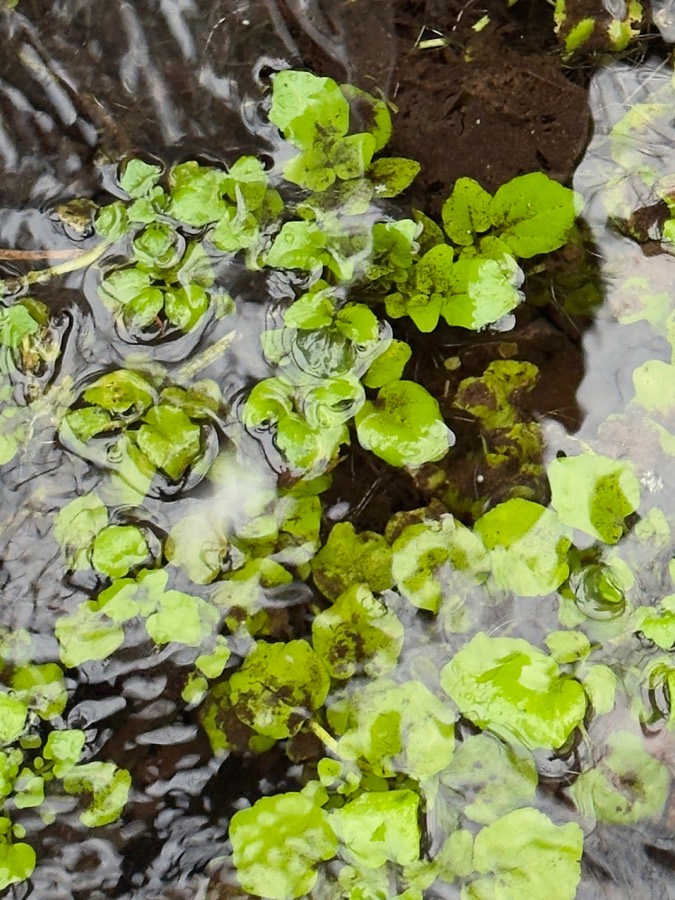 Ảnh minh hoạ Cải Xoong (Nasturtium offcinale) 5