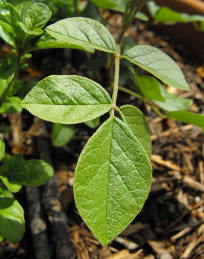 Ảnh minh hoạ Cam Thảo Bắc (Glycyrrhiza uralensis) 2
