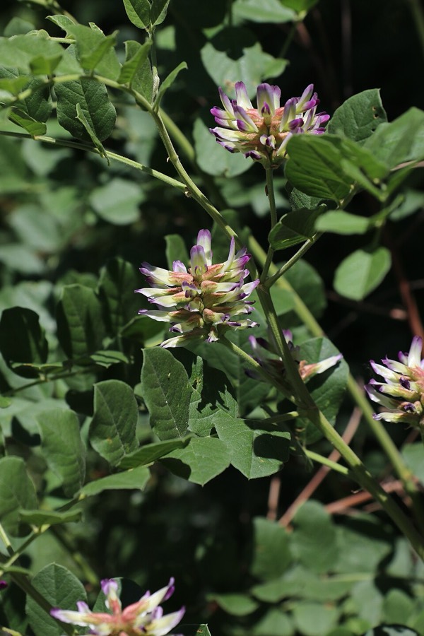 Ảnh minh hoạ Cam Thảo Bắc (Glycyrrhiza uralensis) 5