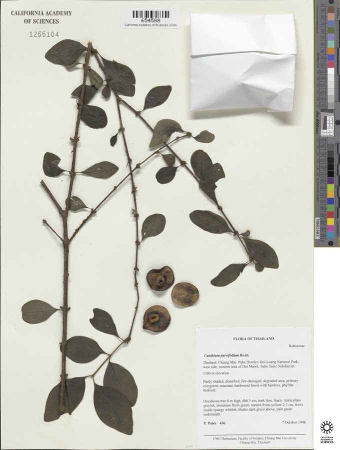 Ảnh minh hoạ Cẩm Xà Lặc (Canthium parvifolium) 2
