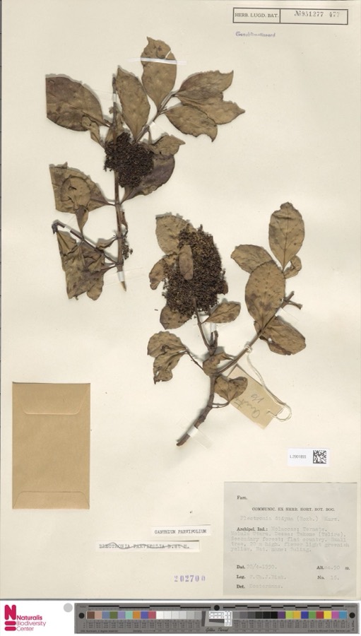 Ảnh minh hoạ Cẩm Xà Lặc (Canthium parvifolium) 3