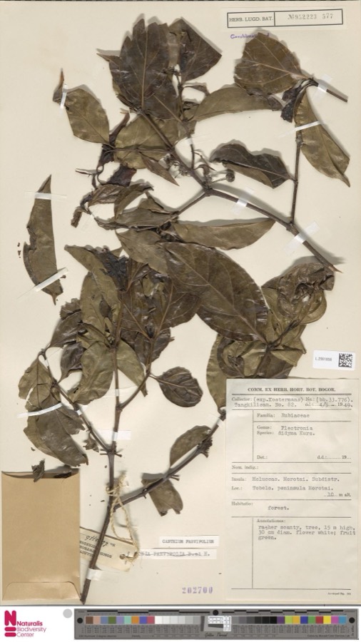 Ảnh minh hoạ Cẩm Xà Lặc (Canthium parvifolium) 4