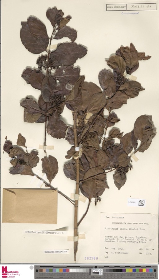 Ảnh minh hoạ Cẩm Xà Lặc (Canthium parvifolium) 5