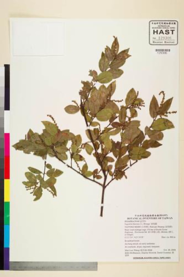Ảnh minh hoạ Canh Châu (Sageretia theezans) 2
