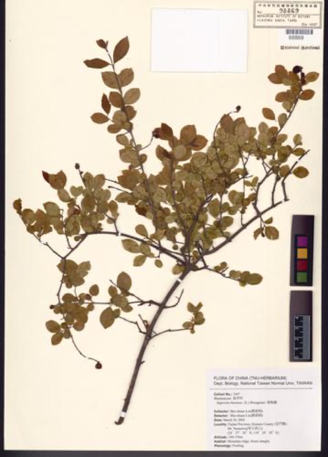 Ảnh minh hoạ Canh Châu (Sageretia theezans) 3