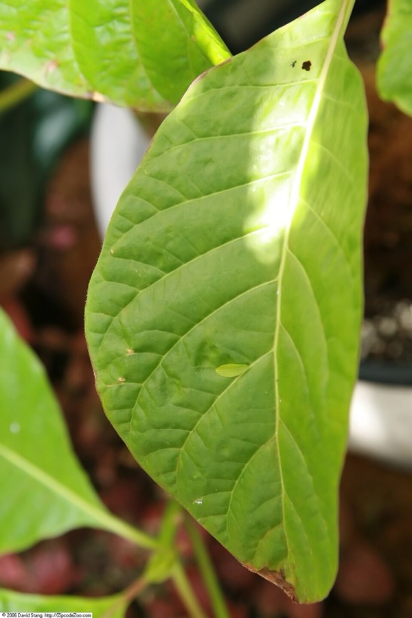 Ảnh minh hoạ Canhkina (Cinchona officinalis) 5