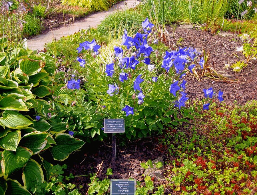 Ảnh minh hoạ Cát Cánh (Platycodon grandiflorum) 4