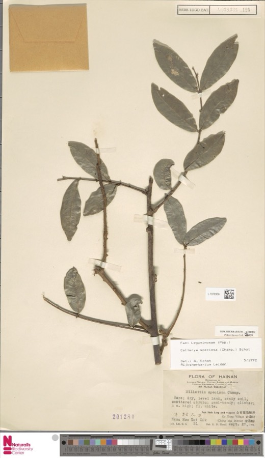 Ảnh minh hoạ Cát Sâm (Callerya speciosa) 4