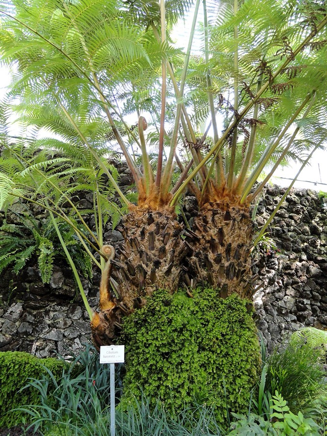 Ảnh minh hoạ Cẩu Tích (Cibotium barometz) 4
