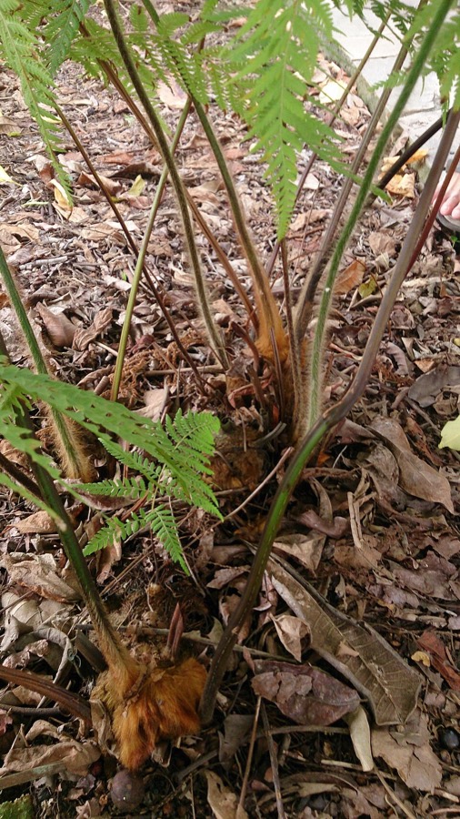 Ảnh minh hoạ Cẩu Tích (Cibotium barometz) 5