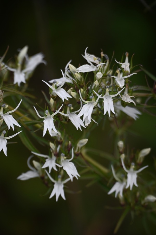 Ảnh minh hoạ Cây Bã Thuốc (Lobelia pyramidalis) 2