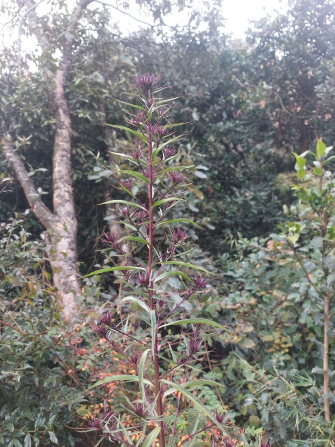 Ảnh minh hoạ Cây Bã Thuốc (Lobelia pyramidalis) 3