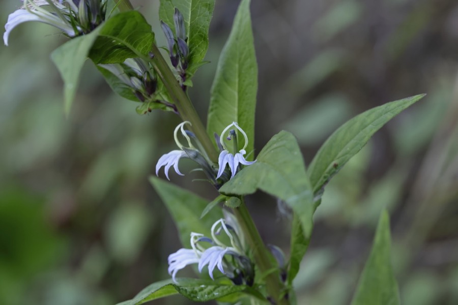 Ảnh minh hoạ Cây Bã Thuốc (Lobelia pyramidalis) 4