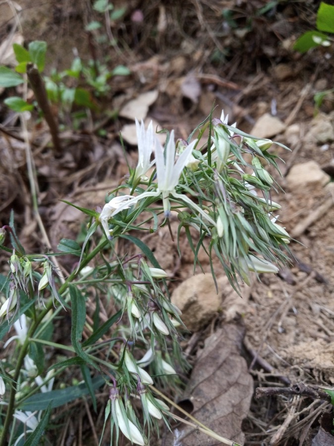 Ảnh minh hoạ Cây Bã Thuốc (Lobelia pyramidalis) 5