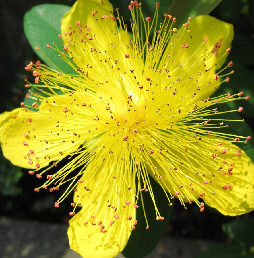 Ảnh minh hoạ Cây Ban (Hypericum japonicum) 1