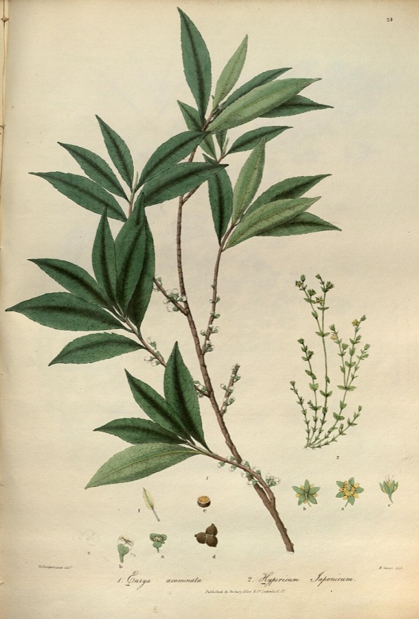 Ảnh minh hoạ Cây Ban (Hypericum japonicum) 2