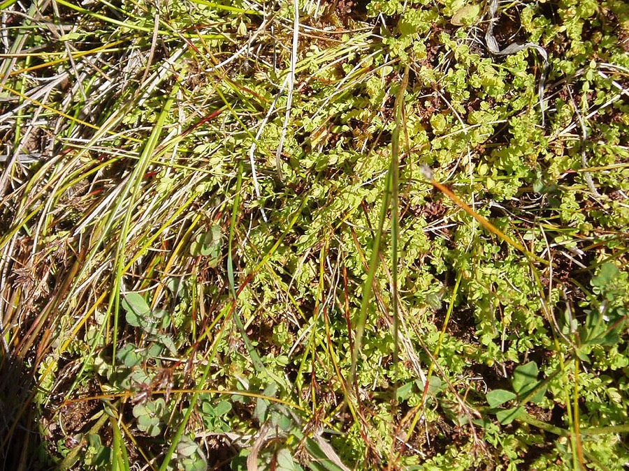 Ảnh minh hoạ Cây Ban (Hypericum japonicum) 3
