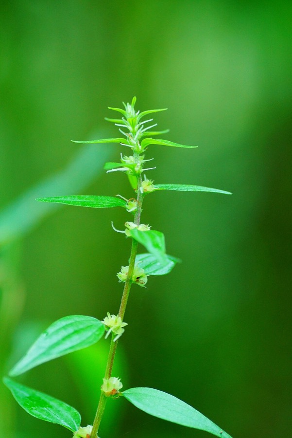 Ảnh minh hoạ Cây Bọ Mắm (Pouzolzia zeylanica) 1