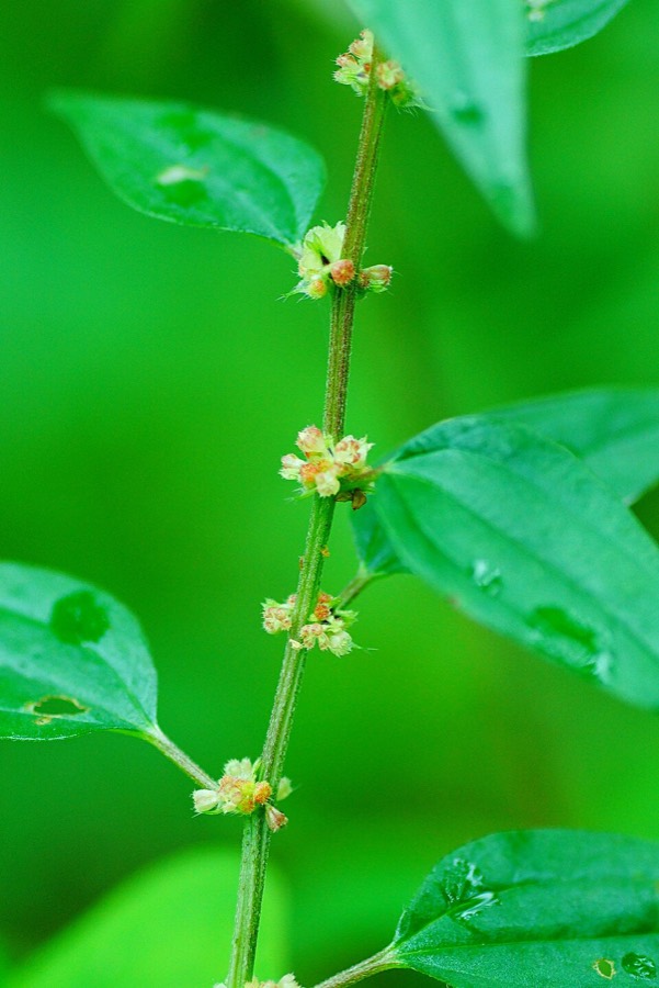 Ảnh minh hoạ Cây Bọ Mắm (Pouzolzia zeylanica) 2