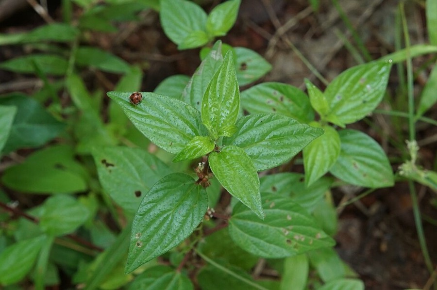 Ảnh minh hoạ Cây Bọ Mắm (Pouzolzia zeylanica) 3