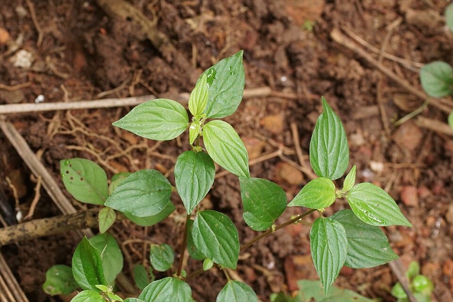 Ảnh minh hoạ Cây Bọ Mắm (Pouzolzia zeylanica) 4