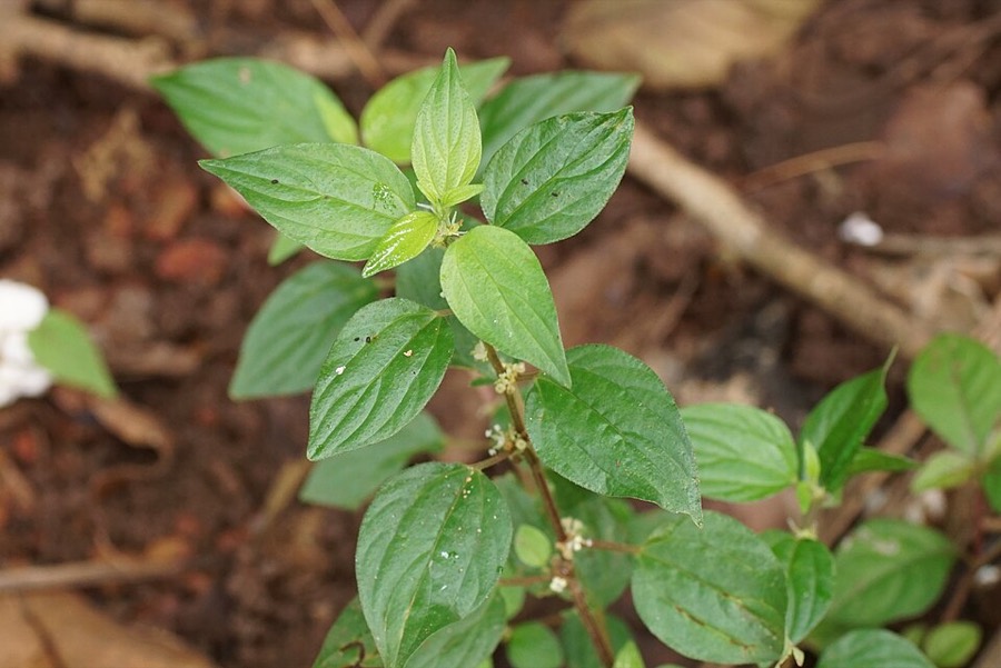Ảnh minh hoạ Cây Bọ Mắm (Pouzolzia zeylanica) 5