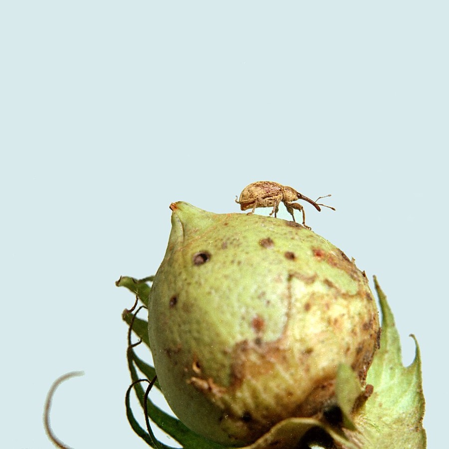 Ảnh minh hoạ Cây Bông (Gossypium hirsutum) 2