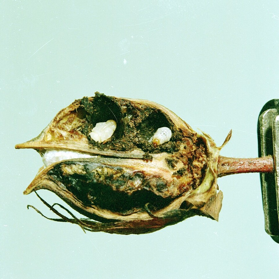 Ảnh minh hoạ Cây Bông (Gossypium hirsutum) 3