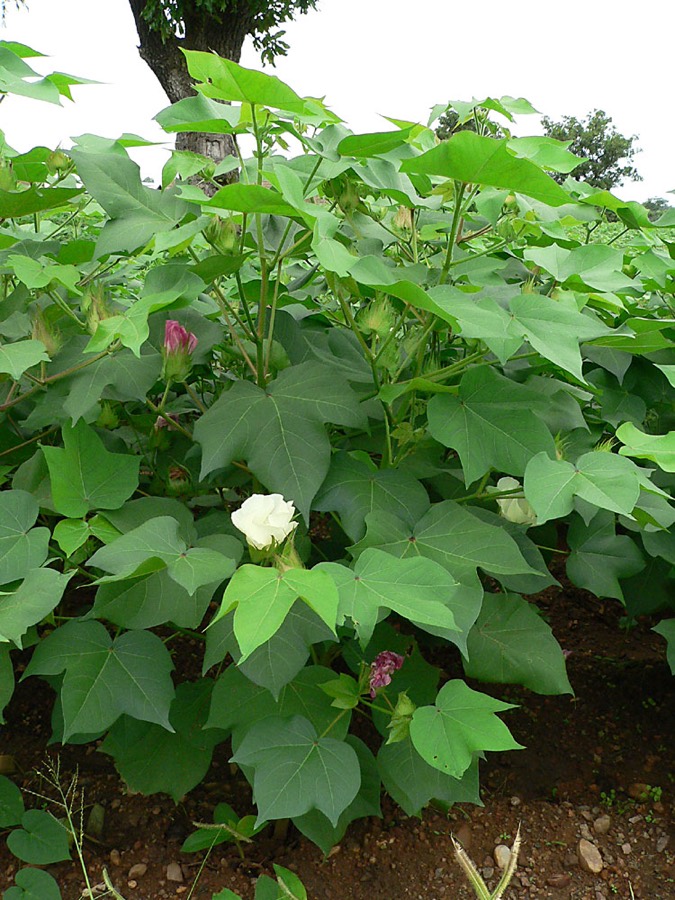 Ảnh minh hoạ Cây Bông (Gossypium hirsutum) 4