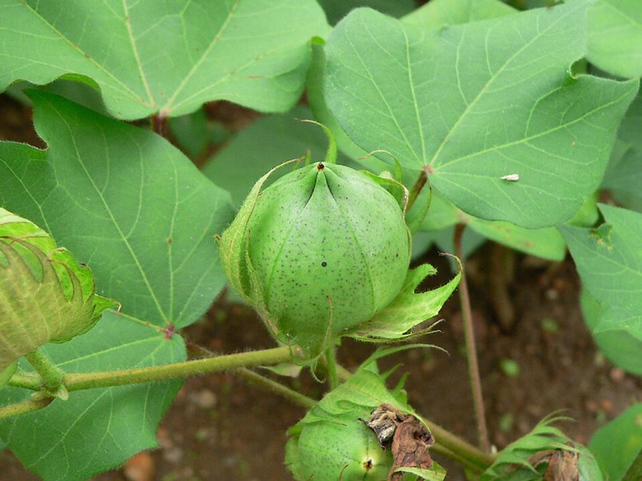 Ảnh minh hoạ Cây Bông (Gossypium hirsutum) 5
