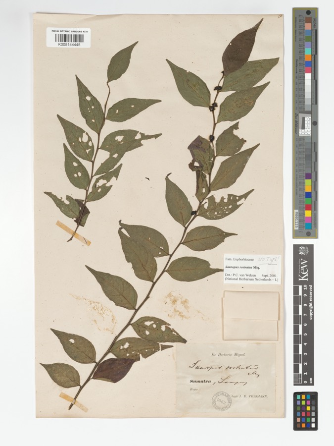 Ảnh minh hoạ Cây Cam Xũng (Sauropus rostratus) 4
