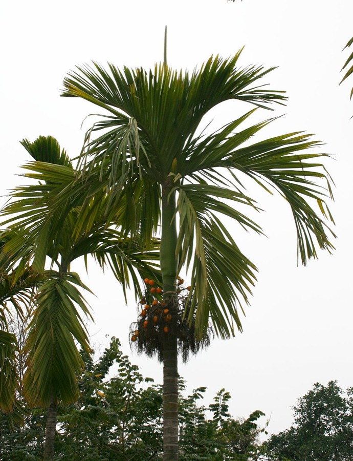 Ảnh minh hoạ Cây Cau (Areca catechu) 4