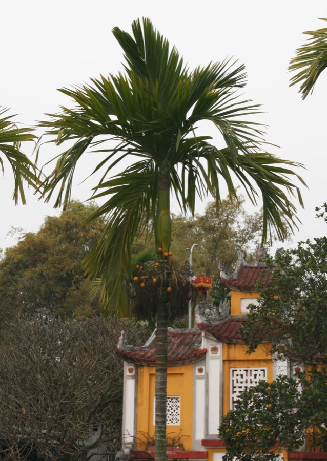 Ảnh minh hoạ Cây Cau (Areca catechu) 5