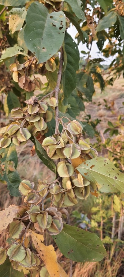 Ảnh minh hoạ Cây Chân Bầu (Combretum quadrangulare) 2