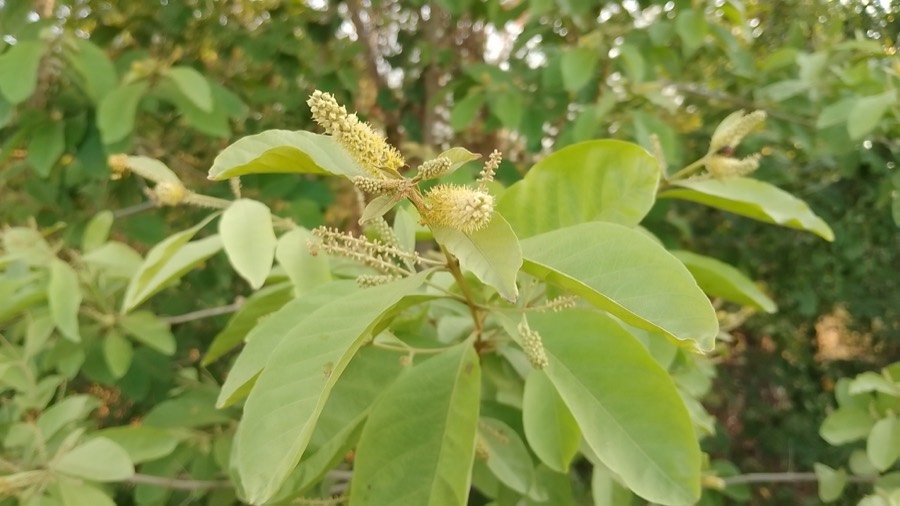 Ảnh minh hoạ Cây Chân Bầu (Combretum quadrangulare) 3
