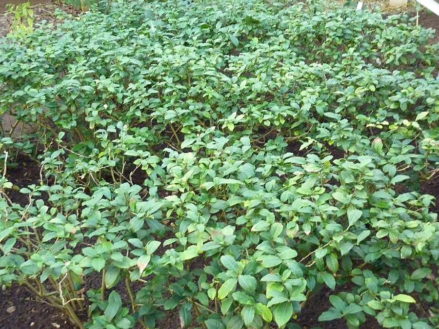 Ảnh minh hoạ Cây Chè (Camellia sinensis) 4