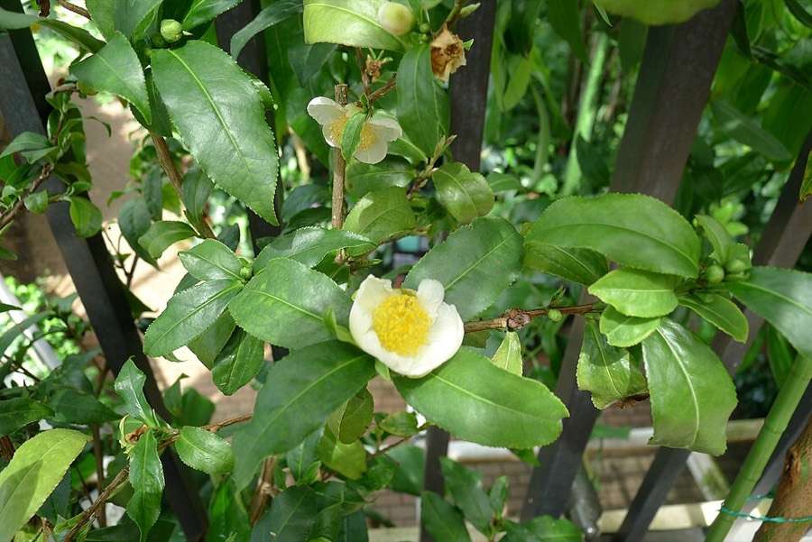 Ảnh minh hoạ Cây Chè (Camellia sinensis) 5