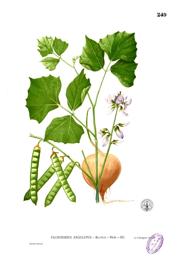 Ảnh minh hoạ Cây Củ Đậu (Pachyrhizus erosus) 1