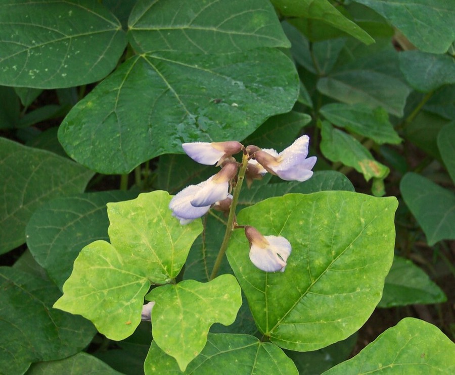 Ảnh minh hoạ Cây Củ Đậu (Pachyrhizus erosus) 2