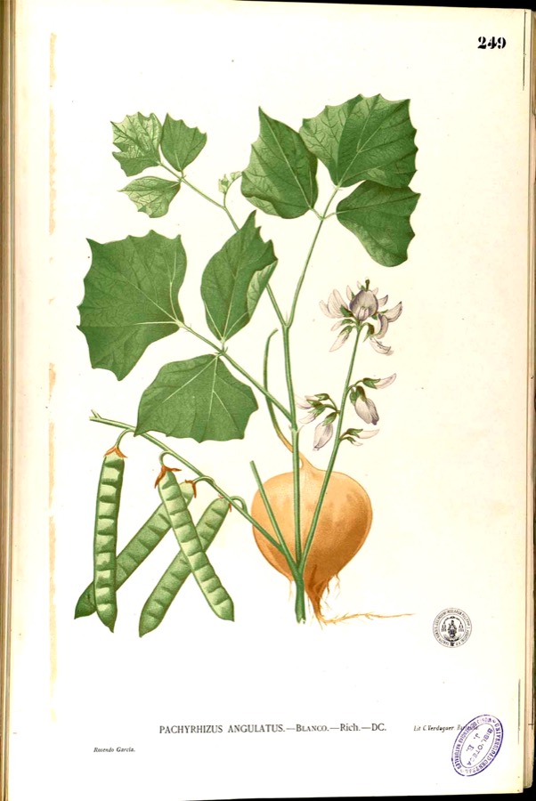 Ảnh minh hoạ Cây Củ Đậu (Pachyrhizus erosus) 3