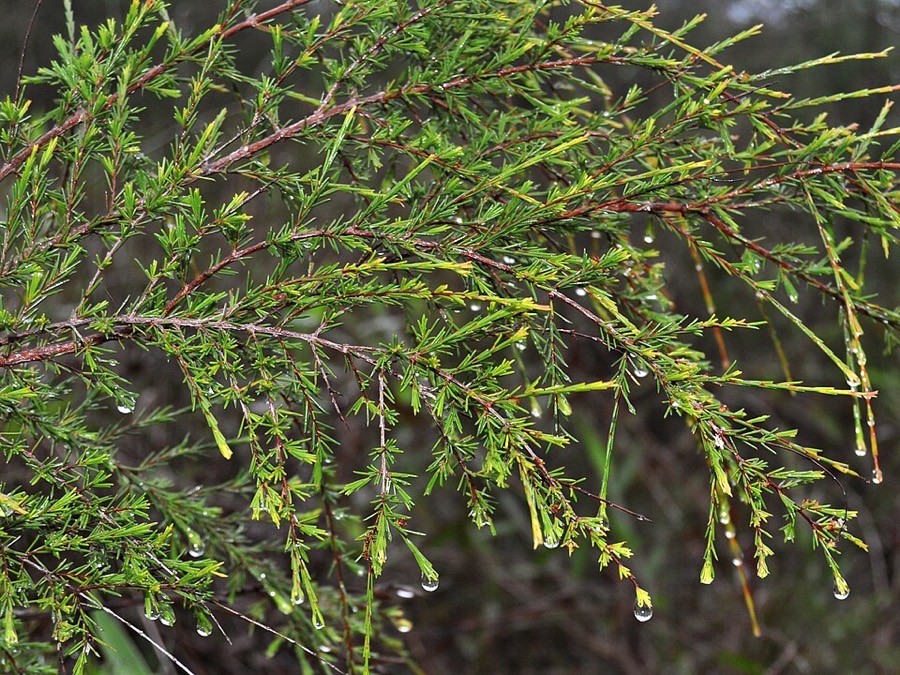 Ảnh minh hoạ Cây Chổi Xuể (Baeckea frutescens) 4