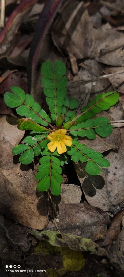 Ảnh minh hoạ Cây Chua Me Lá Me (Biophytum senstrivum) 4