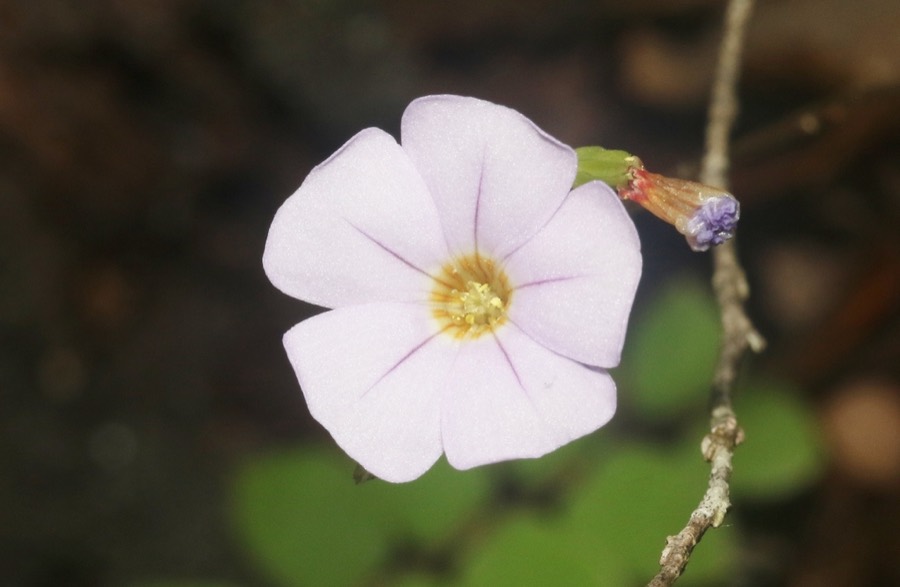 Ảnh minh hoạ Cây Chua Me Lá Me (Biophytum senstrivum) 5