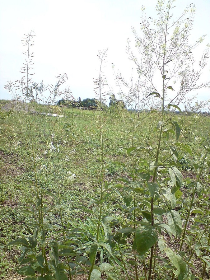 Ảnh minh hoạ Cây Cổ Bình (Desmodium trique-trum) 4