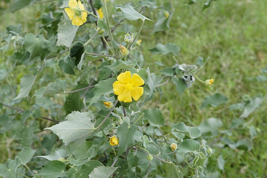 Ảnh minh hoạ Cây Cối Xay (Abutilon indicum) 4