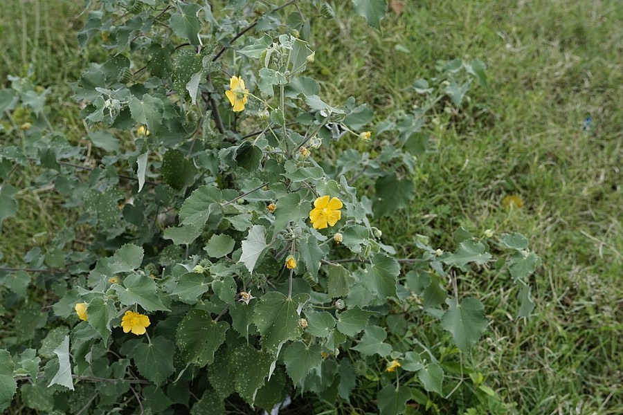 Ảnh minh hoạ Cây Cối Xay (Abutilon indicum) 5
